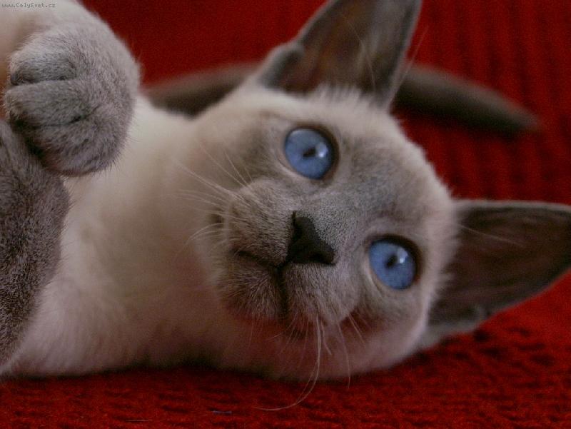 Foto: chilli-... tak tohle je n� dareb��ek ...