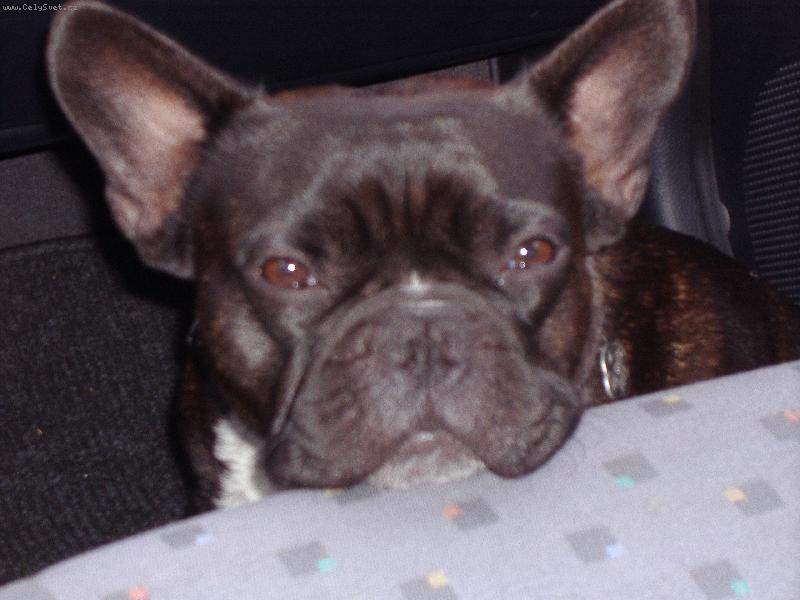 Foto: Jack-Hlavu m�m plnou starost�, tak si ji mus�m polo�it