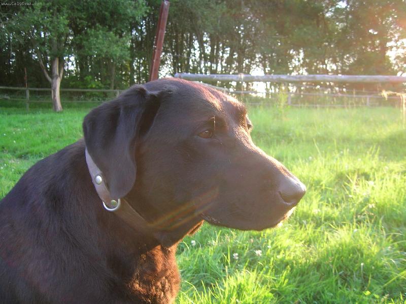 Foto: Daru�ka-�ern�? Hn�d�? nebo duhov�?