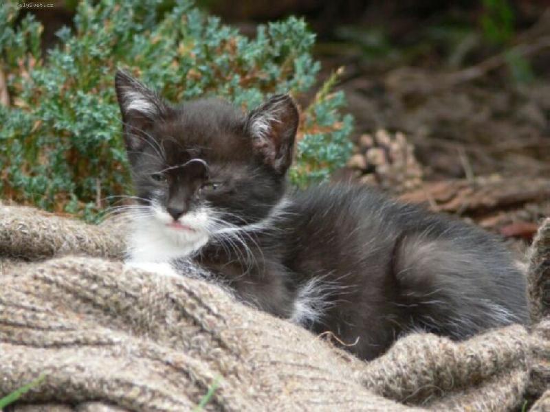 Foto: Na�e Ko�anda-�i�ina