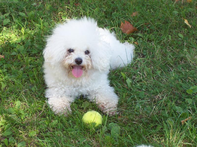 Foto: Bi�onek Amynka-Kdo mi bude h�zet tenis�k?