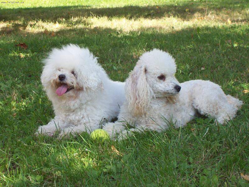 Foto: Bi�onek Amynka a pudl�k Dixinka-Nejlep�� k�mo�ky