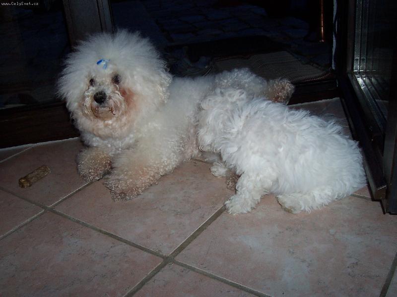 Foto: Bi�onek Amynka-Pom��c, nev�te co ten prcek po m� chce?