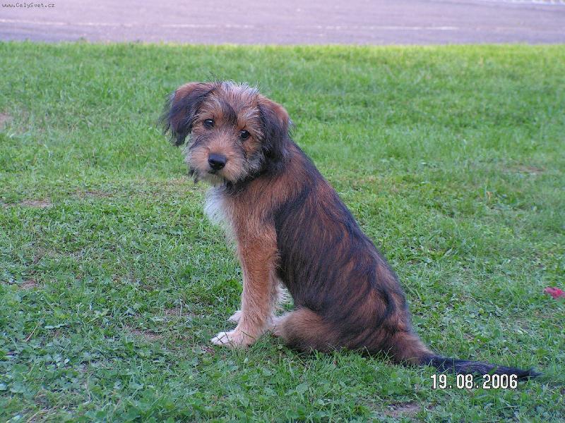 Foto: �ipi-Kdo m� to vol�?