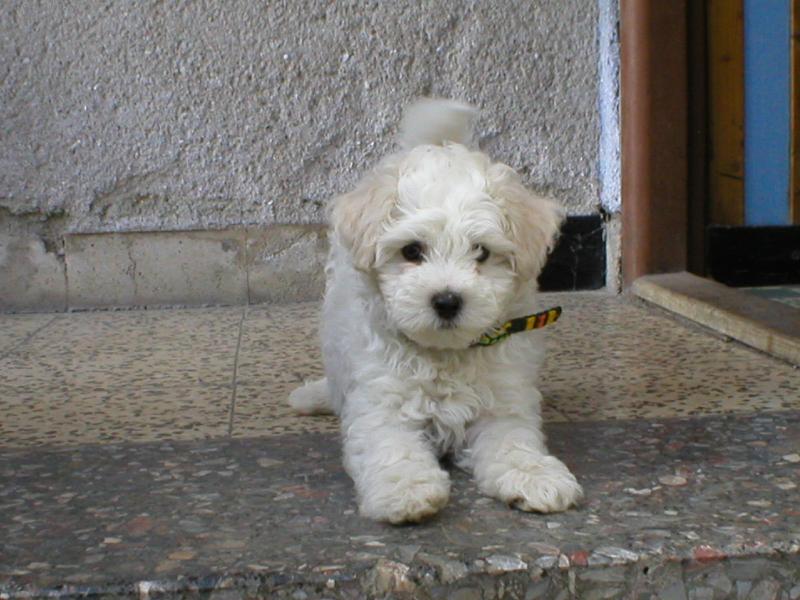 Foto: Idefix-�t�n�