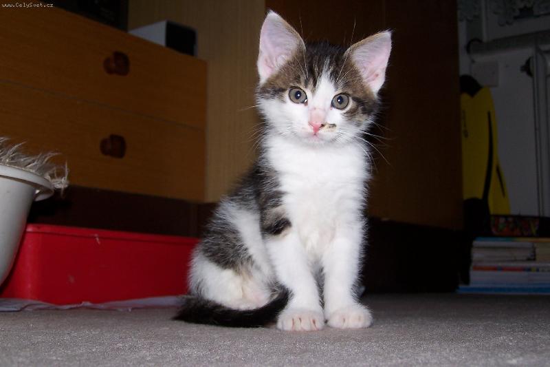 Foto: Alf��ek jako miminko :)-Tohle je m�j nejv�t�� mil��ek, kdy� byl je�t� malink�