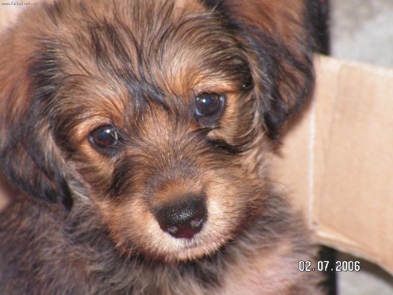 Foto: �ipi-medv�dek