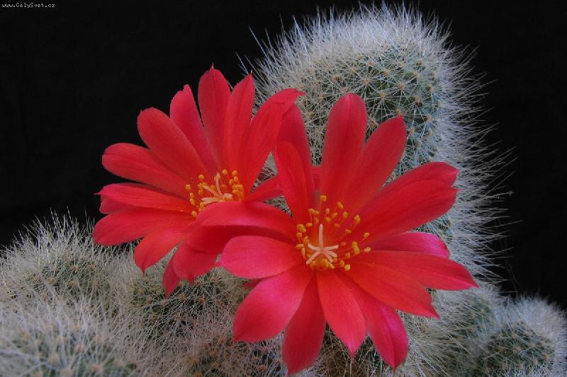 Foto: Kaktus��ova radost