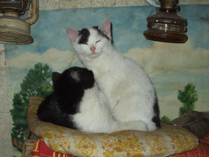 Foto: ko��tka-p��tel� na v�ky