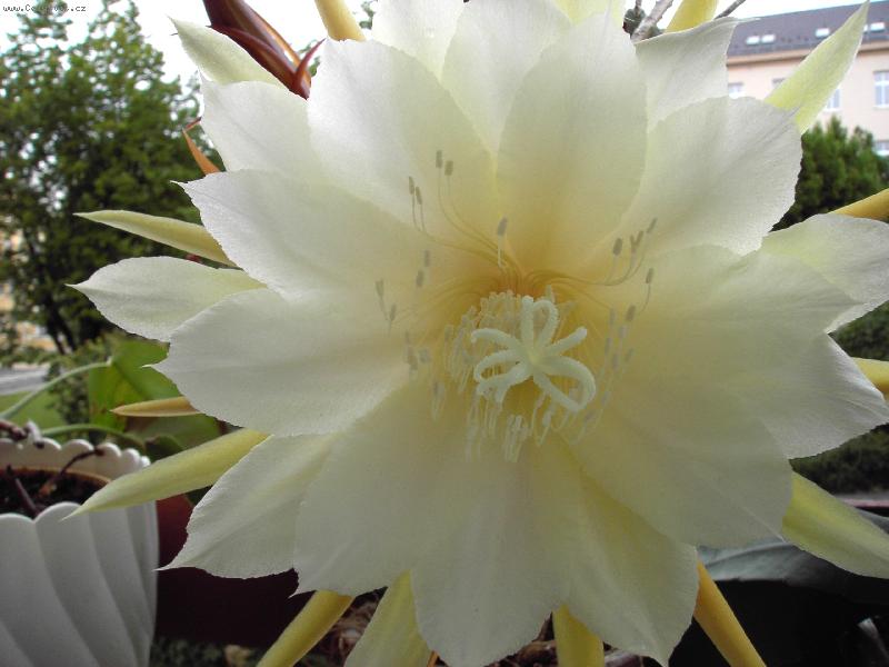 Foto: Pohled z okna-Kaktus, kter� je kv�li siln� v�ni v dob� kv�tu nutn� um�stit ven za okno.