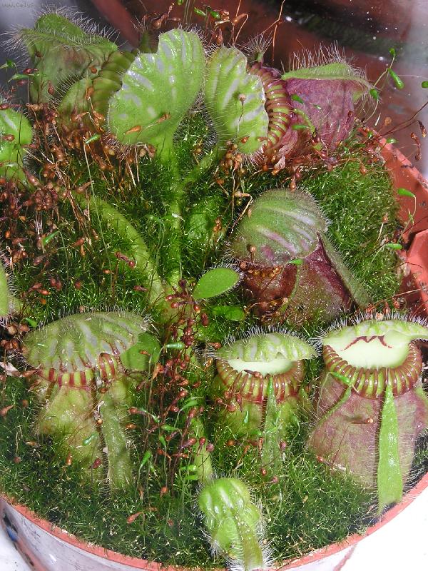 Foto: Cephallotus follicularis-maso�ravka :-)