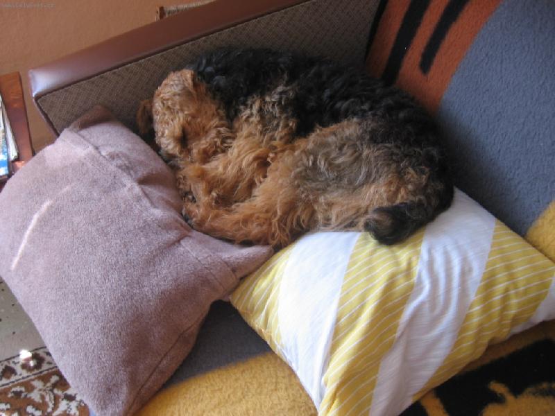 Foto: psssst!pejsek spink�-bert�k v pel�ku z pol�t��k�