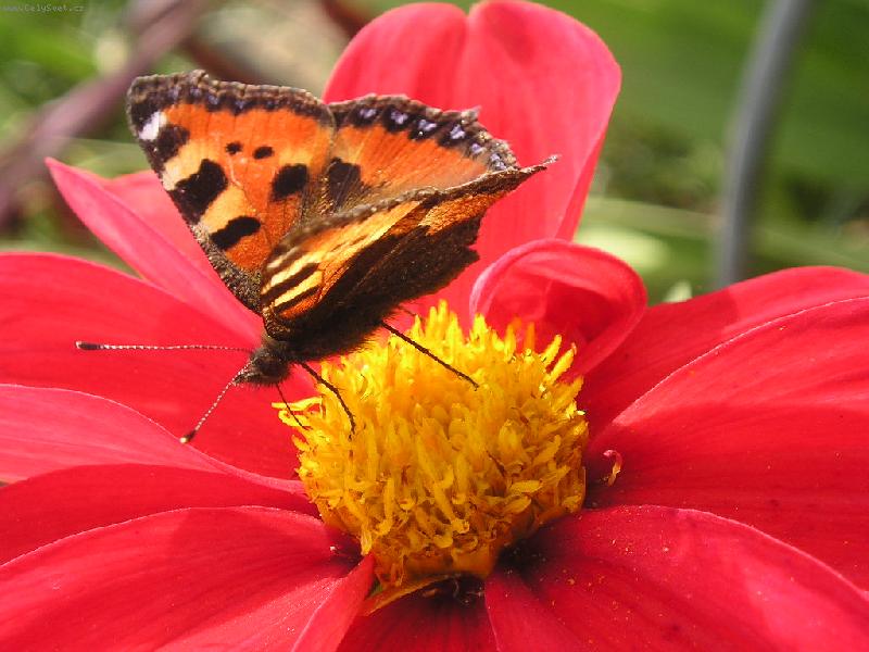 Foto: Mot�l� kr�sa zbl�zka