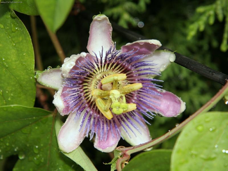 Foto: Vl�� m�k-Vl�� m�k a v�ela