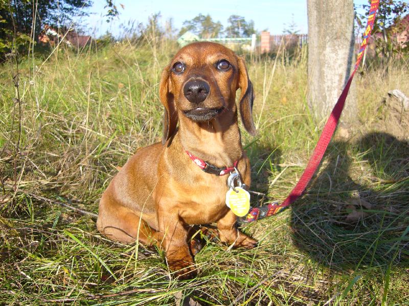 Foto: kr�tkosrst� jezev�ice-Jessienka