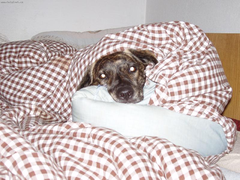 Foto: Britus doma v pelisku-to je nas mazlik