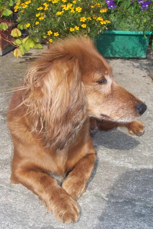 Foto: Kikinka-tak tohle je na�e 12ti let� fene�ka Kik�a