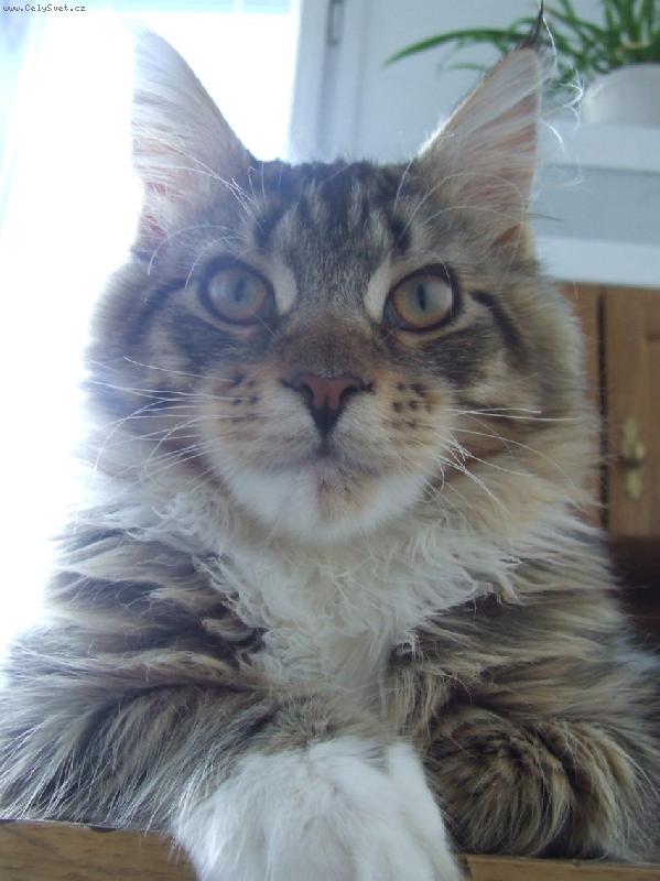 Foto: Kr�l dom�c� m�val�-mainsk� m�val� Leonardo