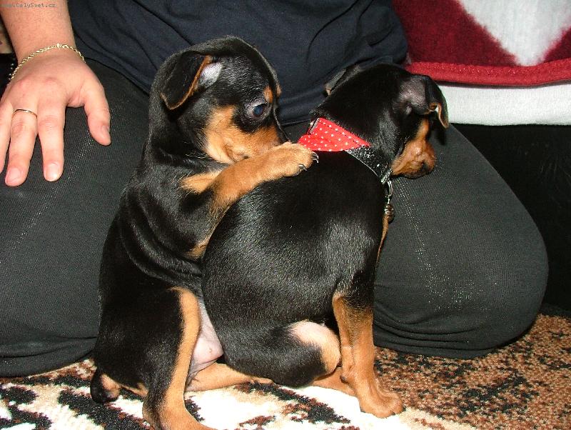 Foto: Co ti to dala pani�ka ?