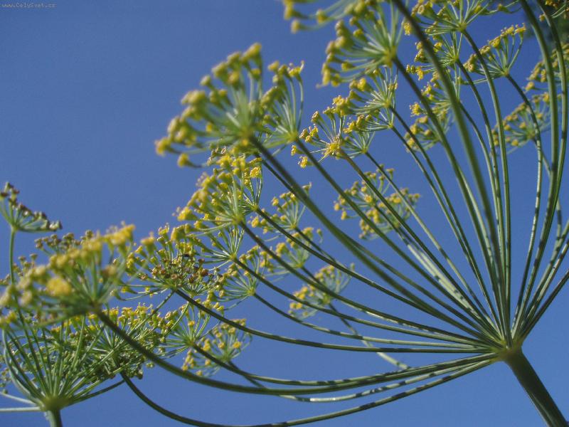 Foto: Kopr-...aneb v jednoduchosti je kr�sa