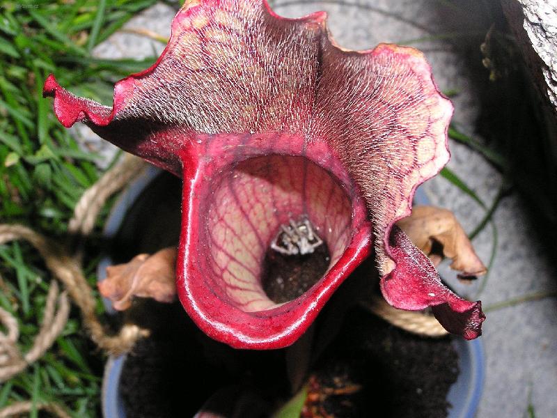 Foto: sarracenia purpurea-masožravá sarracenia a její kořist