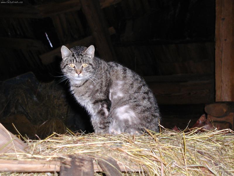 Foto: Nev���c�