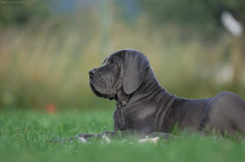 Foto: Mamba Bohemia Ouni