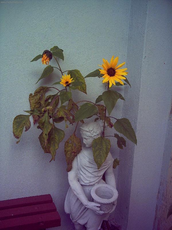 Foto: kotek na�� zahr�dky