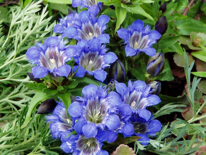 Foto: Modr� kr�sa