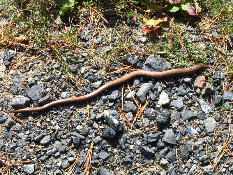 Foto: U�ovka-Neboj,nejsem jedovat�!