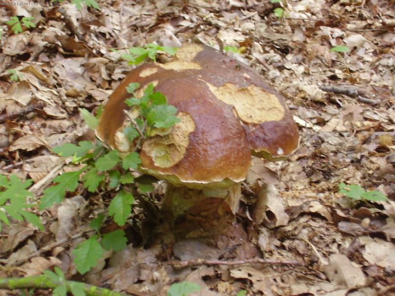 Foto: Fe��k-Stejn� se neschoval!