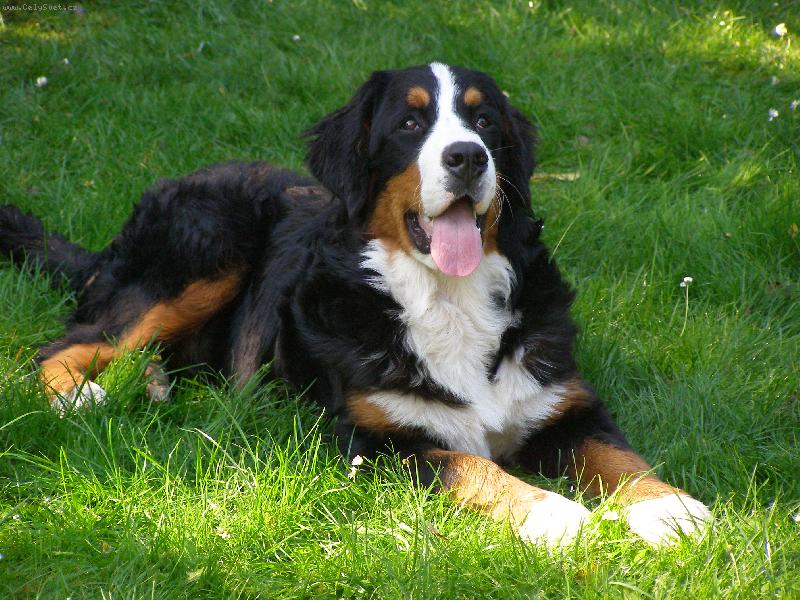 Foto: Elisa ze Stam��ic