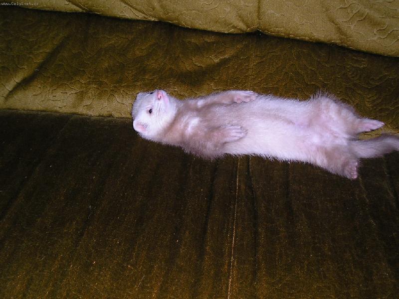 Foto: Fretka pohod��ka-Gou�ink