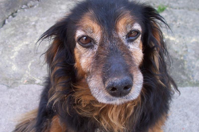 Foto: Re�ek-ps� o�i - up��mn� pohled