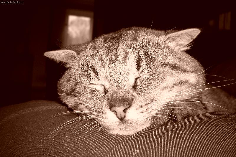 Foto: Mil��ek-Buc�