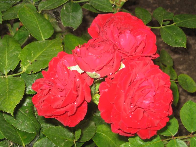 Foto: t�i r��i�ky-t�i r��i�ky