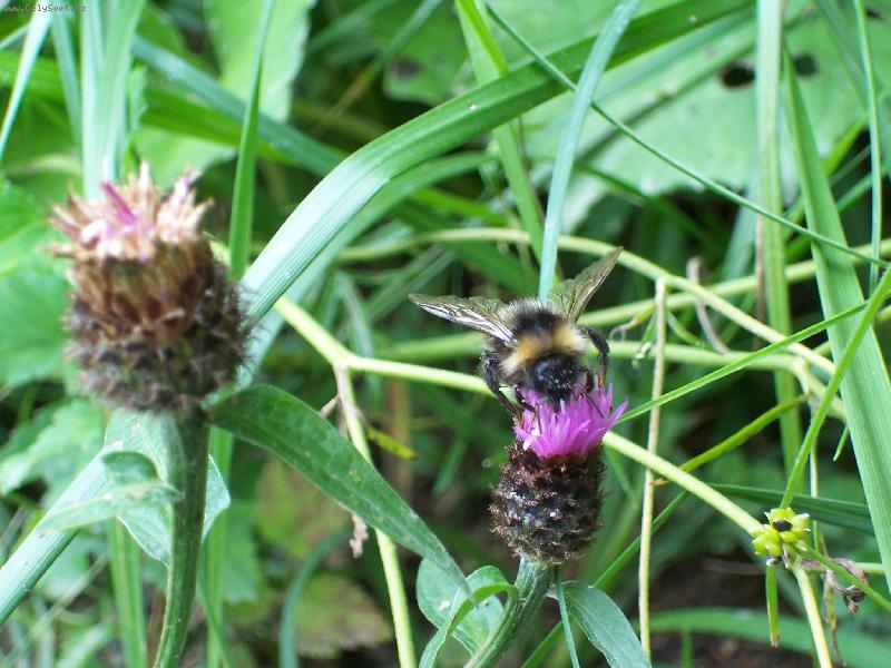 Foto: �mel�k&bodl�k-To je �mel�k made in Italy. Ale �e byste to nepoznali?:-)