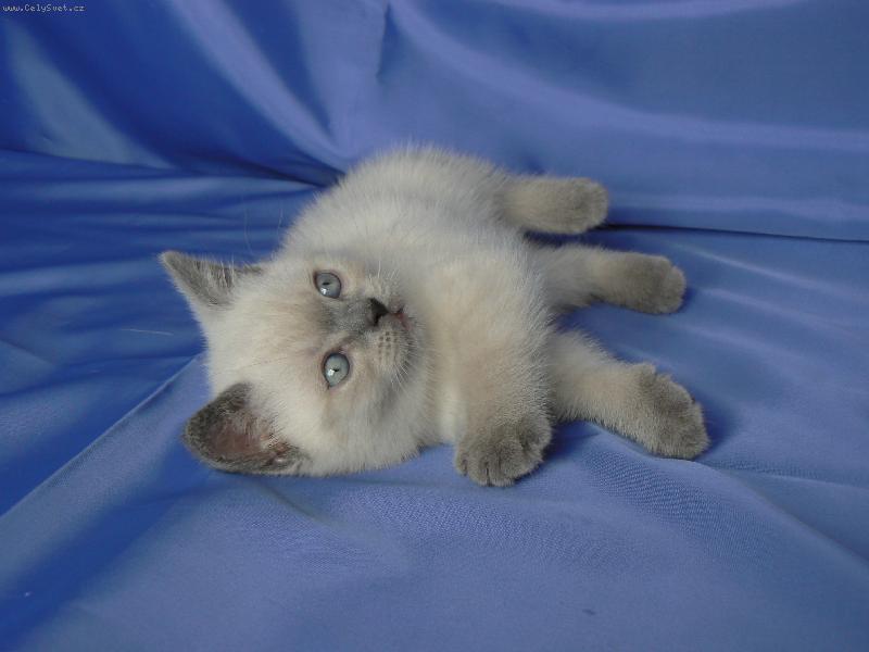 Foto: Dixie Dajeka.cz-Je�t� jedna z focen�