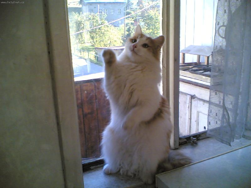 Foto: Zrzek pan��kuje :-)