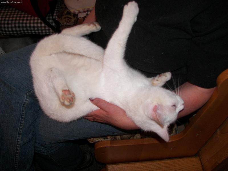 Foto: I takhle je mi dob�e..-spokojen� B�lobka