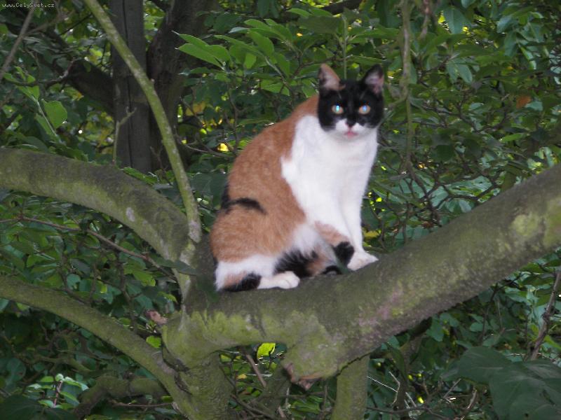 Foto: Jsem z toho na v�tvi...-Micinka