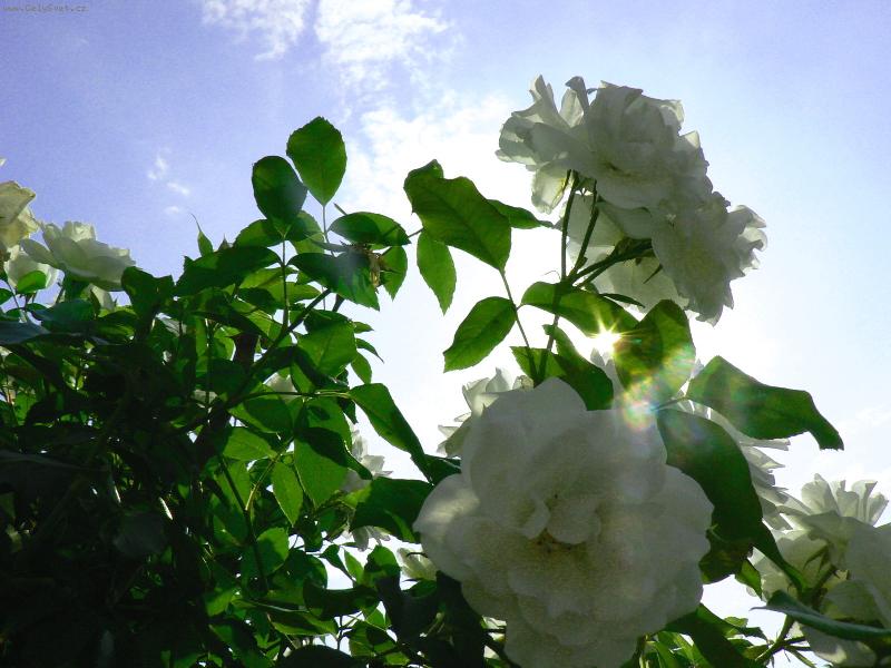 Foto: R��i�ka v na�� zahr�dce