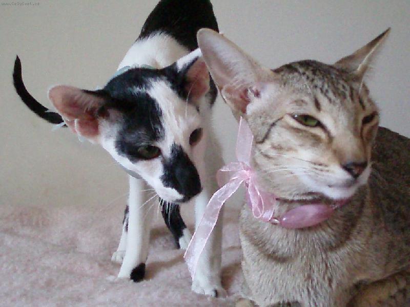 Foto: Or��ek a Tapi�ka