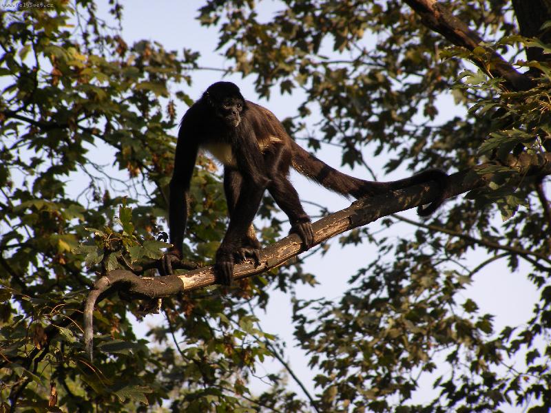 Foto: Guer�za pl�t�kov�