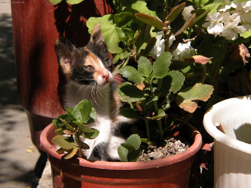 Foto: Co na m� tak kouk�??