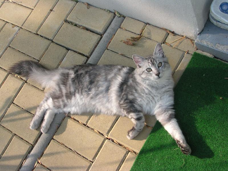 Foto: Kocourek Mo�-veget na slun��ku