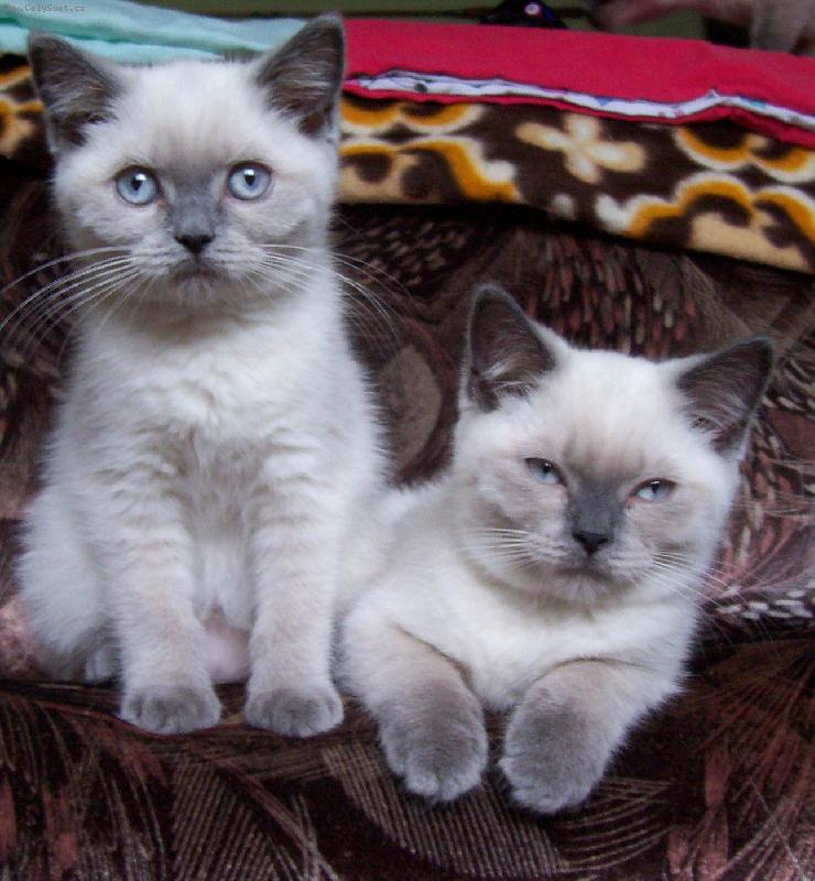 Foto: Celesta a Cirius Dajeka.CZ-Prov�echny co n�s maj� radi