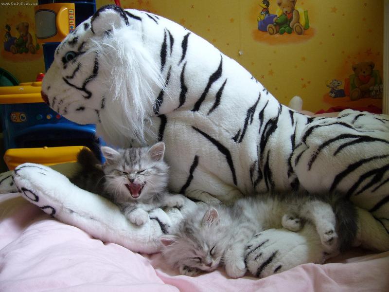 Foto: na�e n�hradn� maminka je ply�ov�-J�linka a Jon�ek