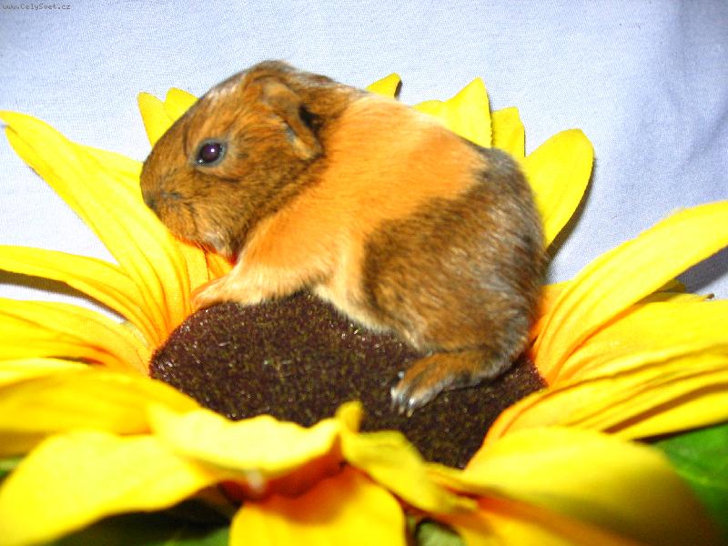 Foto: mor��tka-mal� brou�ek