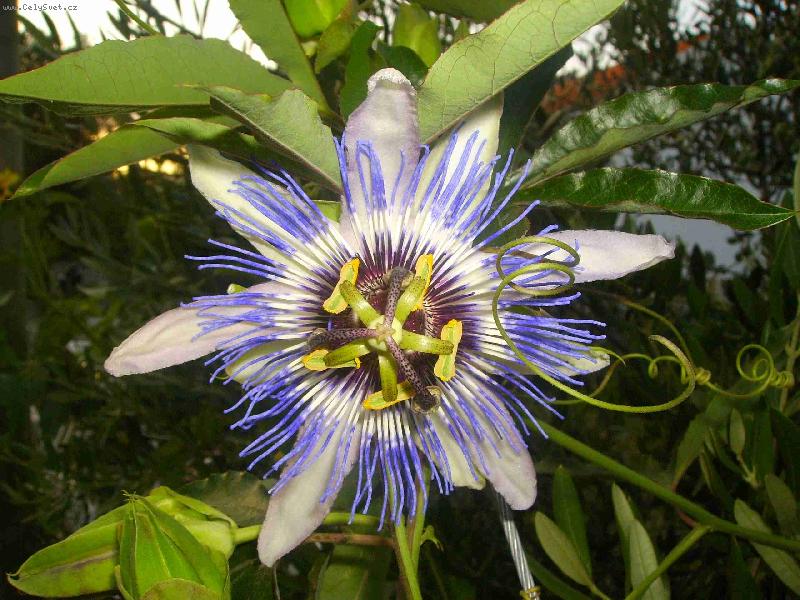 Foto: ...p�kn� kv�tko :-)-mu�enka na plot� kdesi v Pako�tane (Chorvatsko)